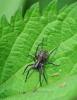 Pardosa sp.